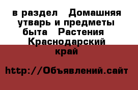  в раздел : Домашняя утварь и предметы быта » Растения . Краснодарский край